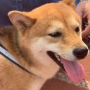 黄